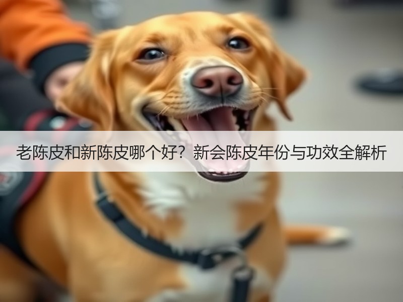 老陈皮和新陈皮哪个好？新会陈皮年份与功效全解析